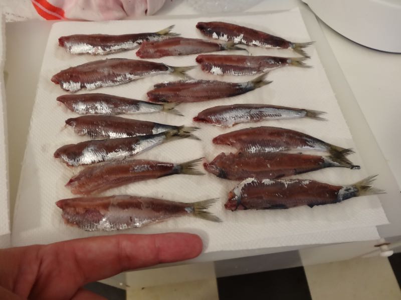 sardines dried