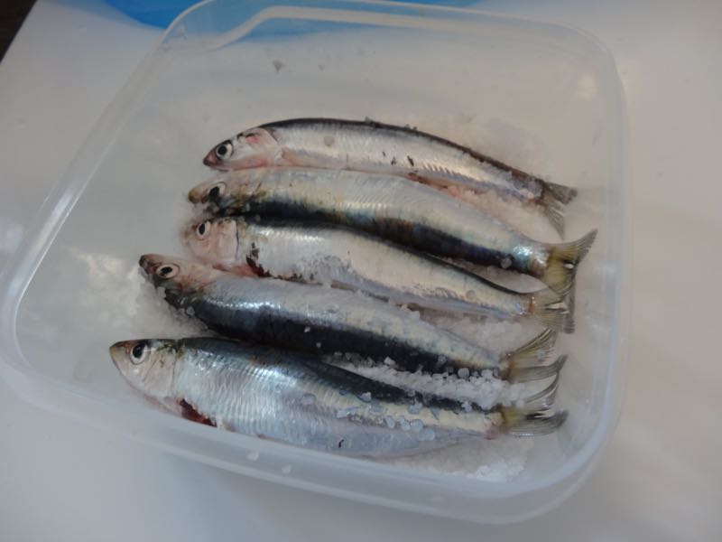 Sardines