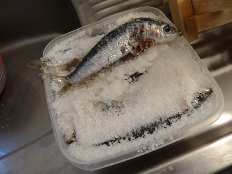 salted sardines